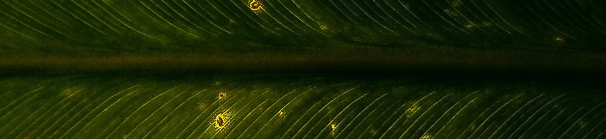 leaf